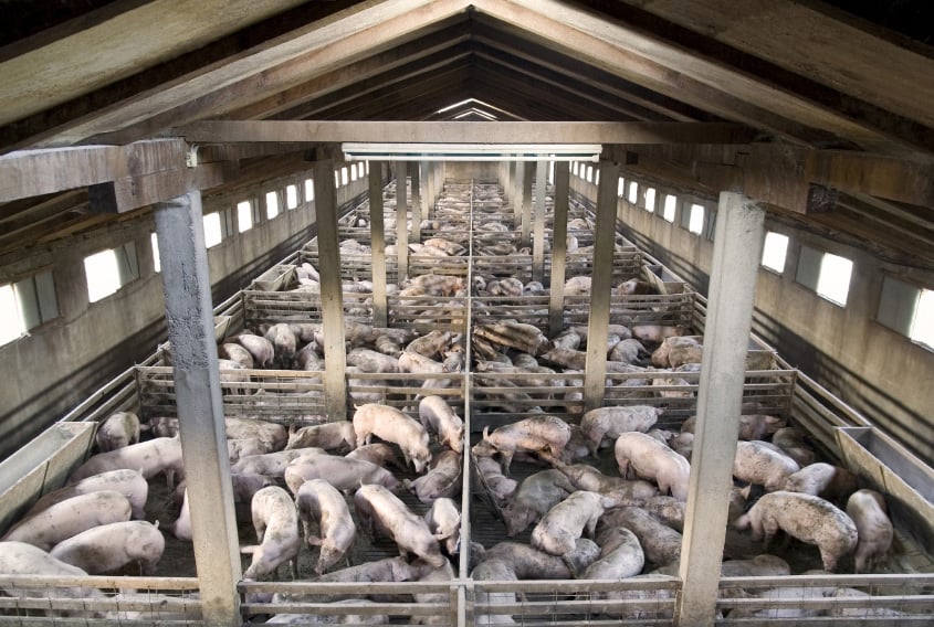 Hogs in a farm